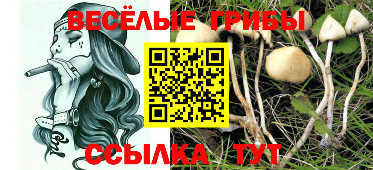 Псилоцибиновые грибы MAGIC MUSHROOMS  Галлюциногенные грибы Psilocybine cubensis  Торжок  Вход с VPN 